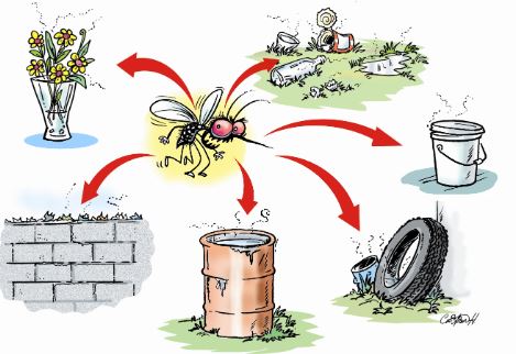 DENGUE Y CHIKUNGUNYA